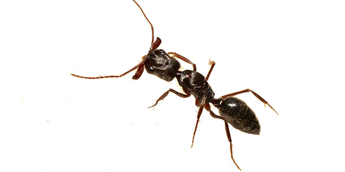Ants Passaic NJ Pest Control Exterminator