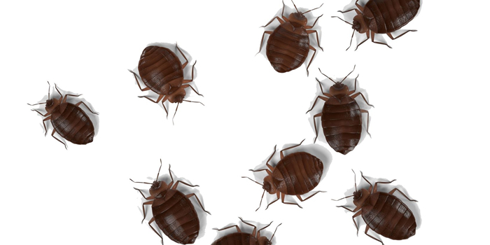 Passaic NJ Bed Bugs Pest Control Exterminators