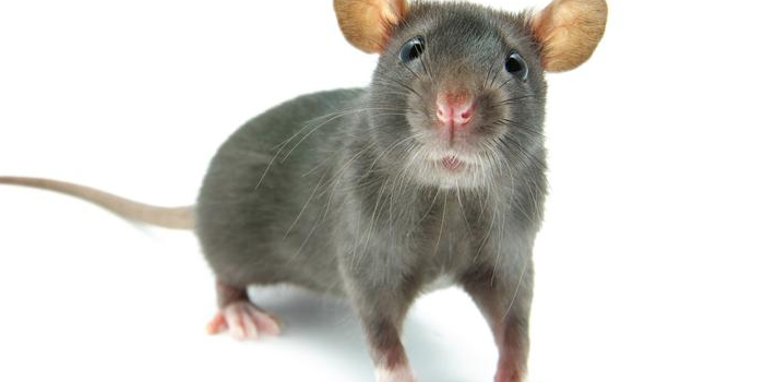 Rats Mice Passaic NJ Pest Control Exterminator