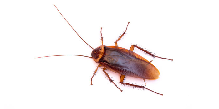 Cockroaches Passaic NJ Pest Control Exterminator