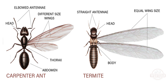 Termites Passaic NJ Pest Control Exterminator